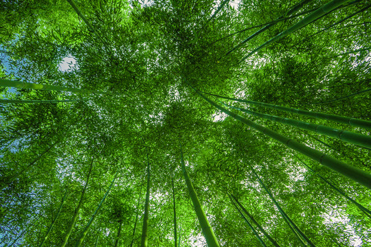 竹子高清 竹林背景 竹枝