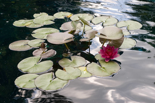 水百合