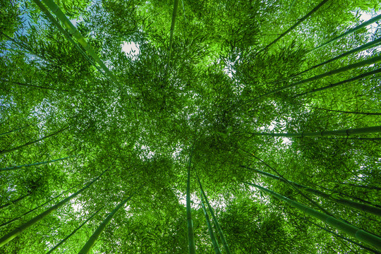 竹子高清 竹林背景 竹枝