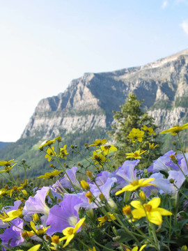花和山