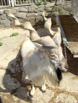 山羊Capra falconeri