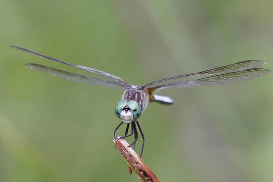 藍Dasher Dragonfly