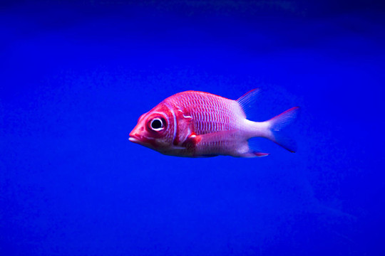 五顏六色的魚(yú)
