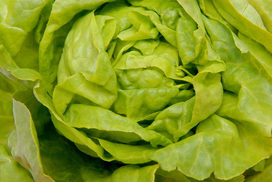 luttuce