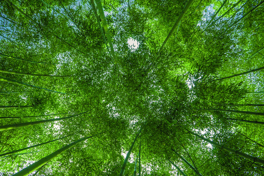 竹子高清 竹林背景 竹枝