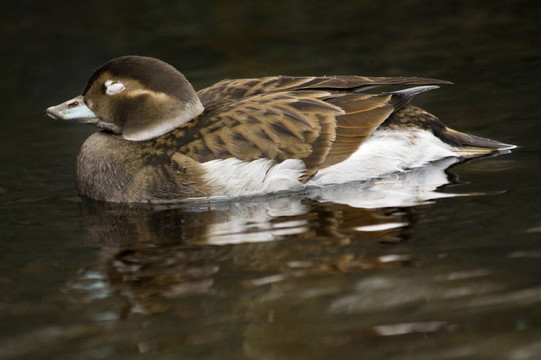 藍比爾鴨阿拉斯加