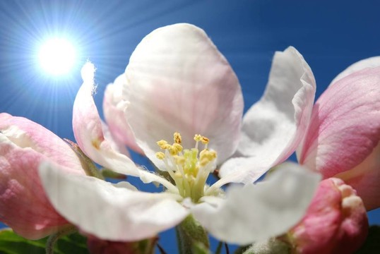 蘋果花