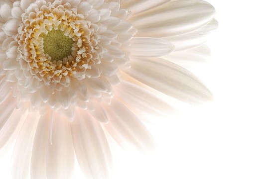 白色的非洲菊