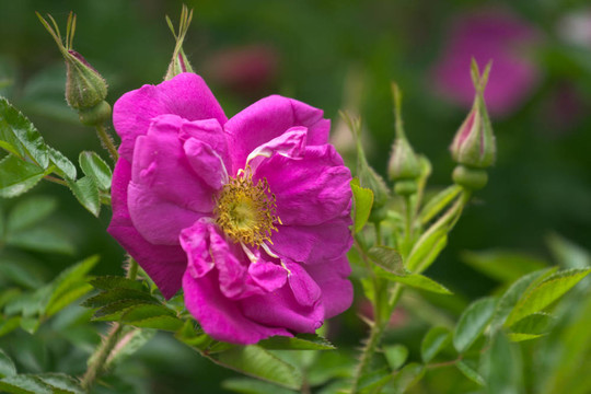 狗薔薇