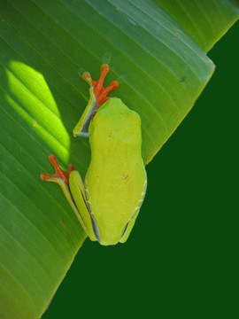 掛