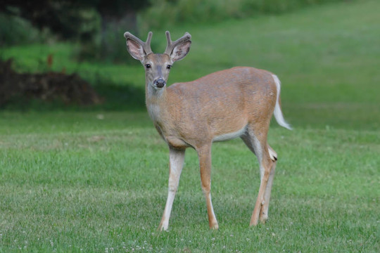 白尾Deer Buck