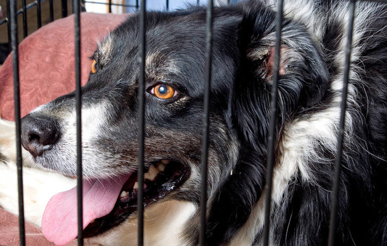 關(guān)在籠子里的邊境牧羊犬