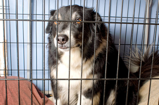 關(guān)在籠子里的邊境牧羊犬