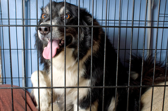 關(guān)在籠子里的邊境牧羊犬