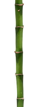 長(zhǎng)長(zhǎng)的竹棒