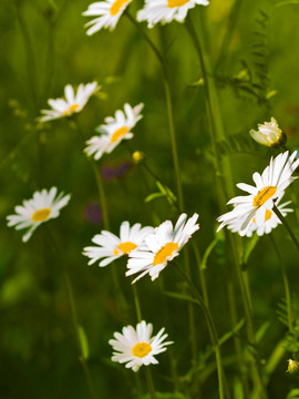 chamomiles