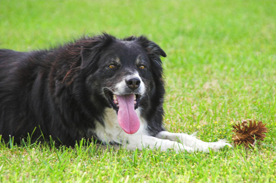 邊境牧羊犬