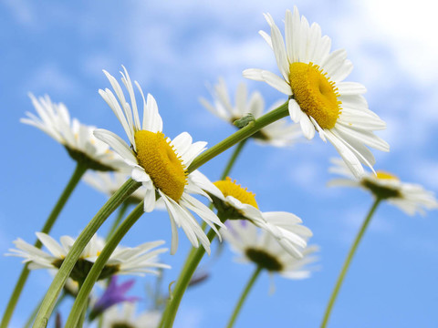 野雛菊