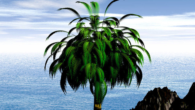孤獨的椰子樹