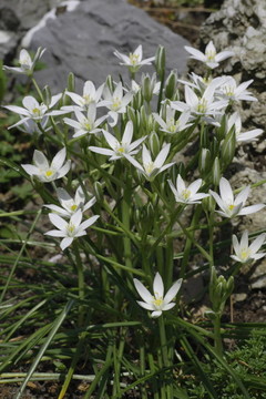 doldiger milchstern