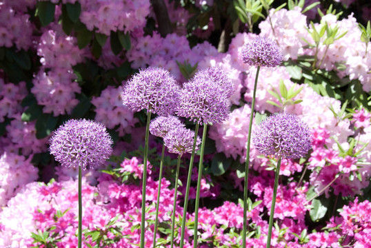 花園里的花