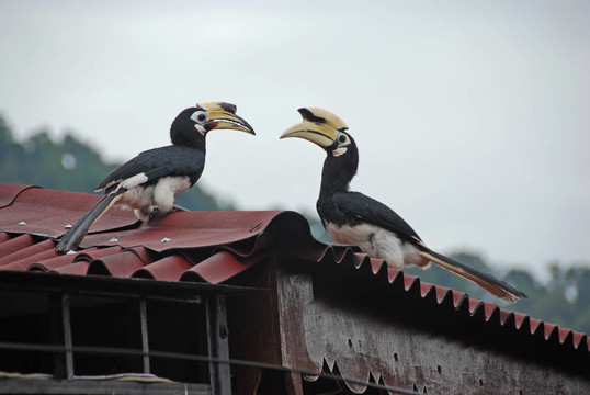 犀鳥一