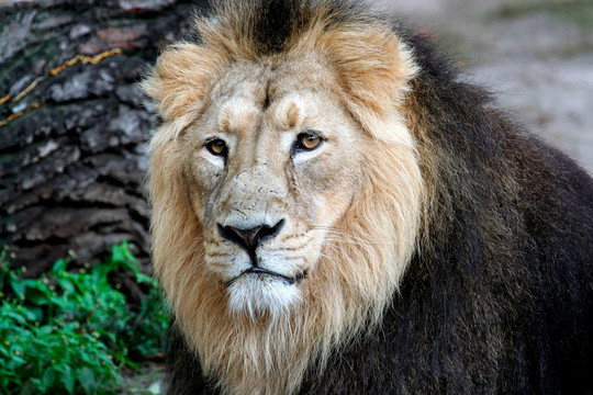 Noble Lion的肖像
