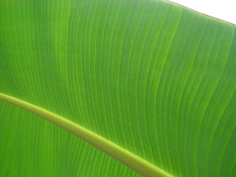 香蕉葉綠色