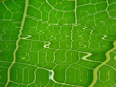 綠色texturered波