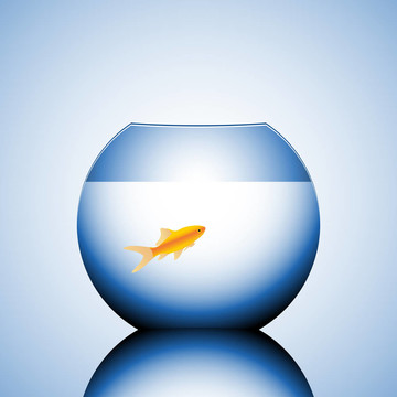 碗里的金魚