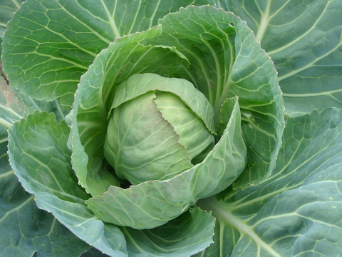種白菜