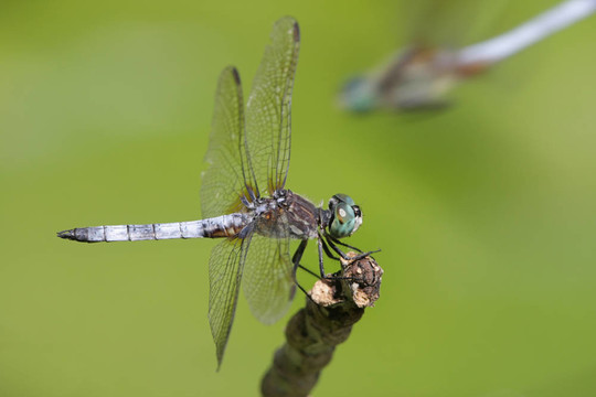 藍(lán)Dasher Dragonfly