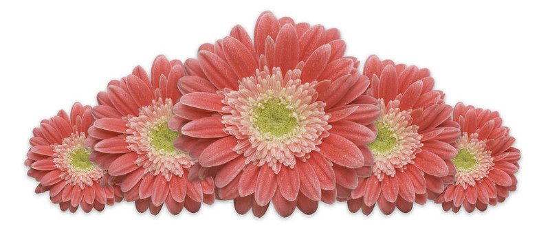 格柏菊花行