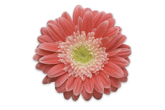 Pink Gerber Daisy分離
