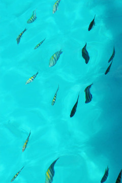魚