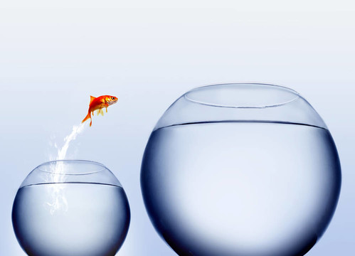金魚從水里跳出來(lái)