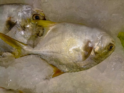 金鯧魚特寫 黃鯧魚高清