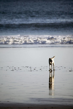 流浪狗