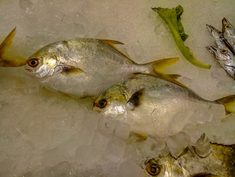 金鯧魚特寫 黃鯧魚高清
