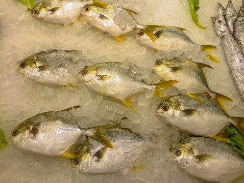 金鯧魚(yú)特寫(xiě) 黃鯧魚(yú)高清