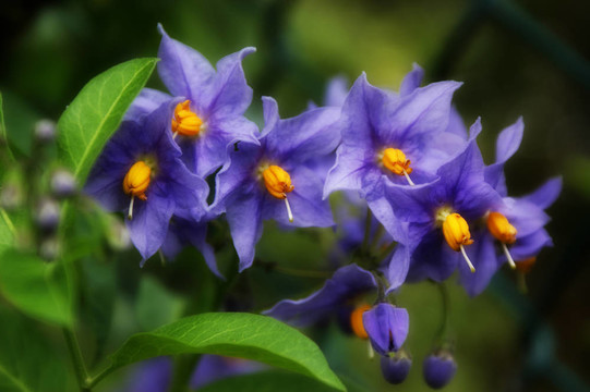 Solanum crispum馬鈴薯藤