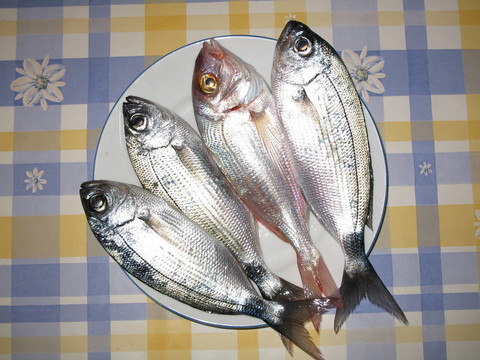 魚