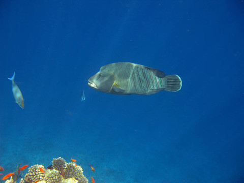 大的熱帶魚