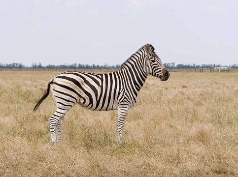 zebra1