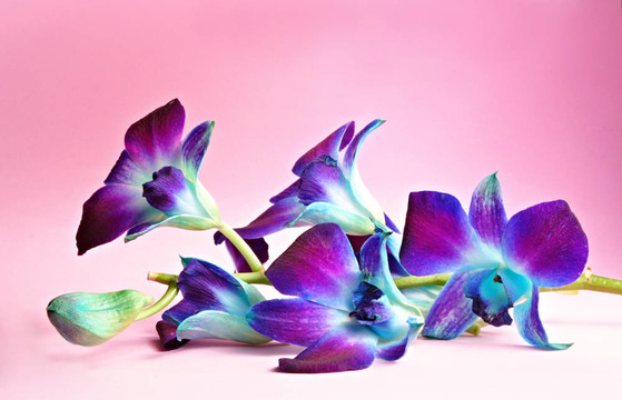 蘭花