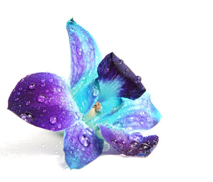 蘭花