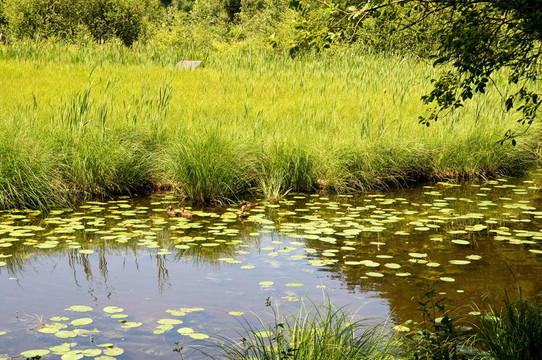 hackensee