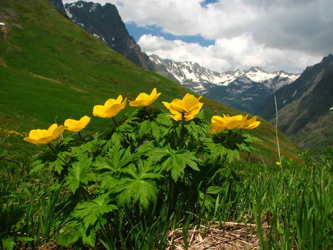 山上的花
