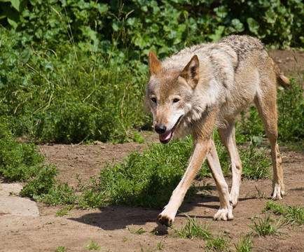 Gray Wolf（狼）
