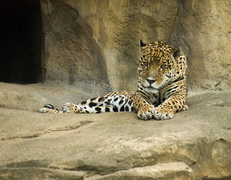 捷豹（Panthera onca）